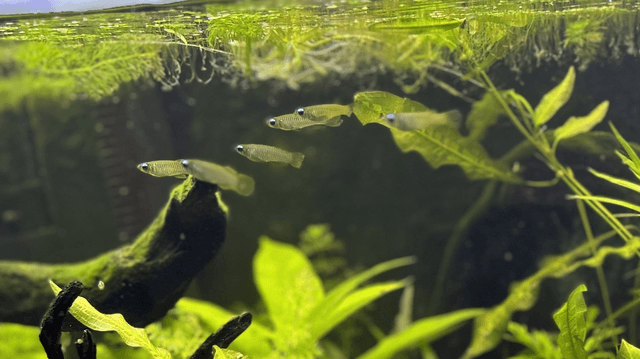 Weekly Featured Fish