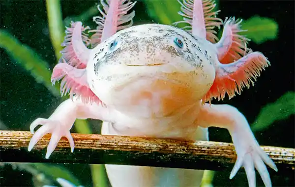 An adorable Melanoid Axanthic Copper axolotl